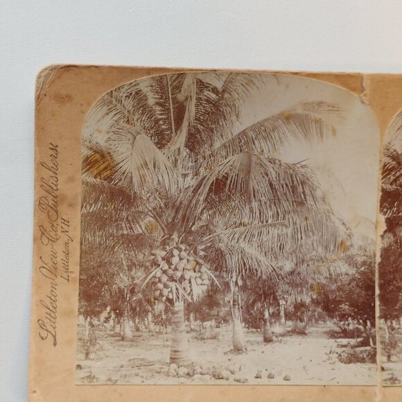 ANTIQUE Stereograph Card Coconut Trees in the White Sands of Florida BEAUTIFUL - Picture 2 of 5